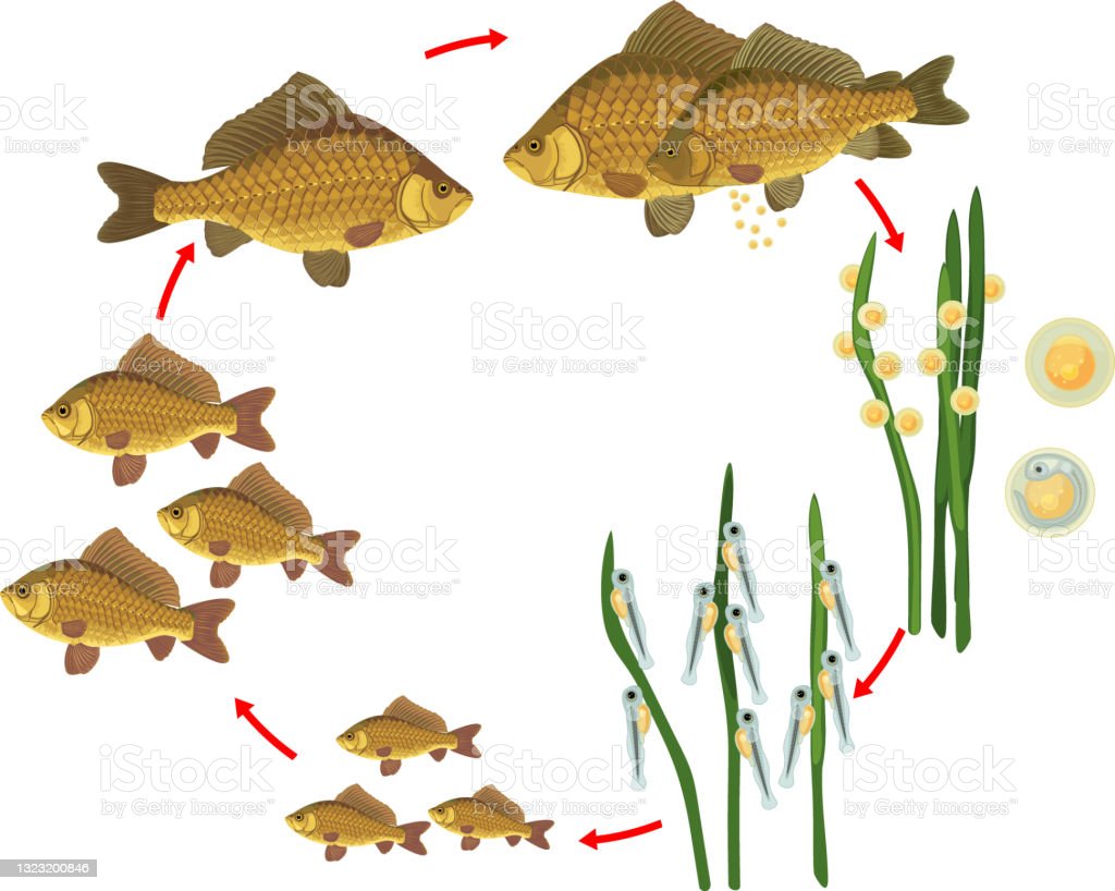Detail Gambar Daur Hidup Ikan Nomer 40