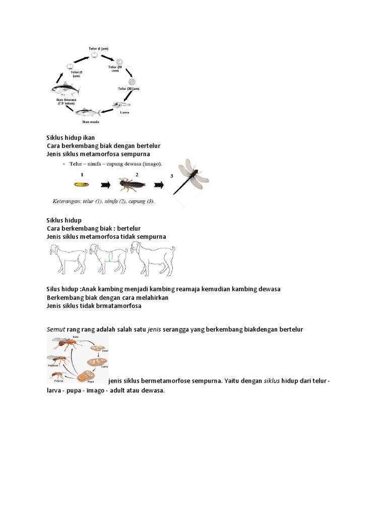 Detail Gambar Daur Hidup Ikan Nomer 46