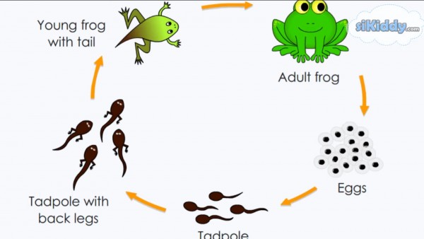 Detail Gambar Daur Hidup Katak Nomer 2