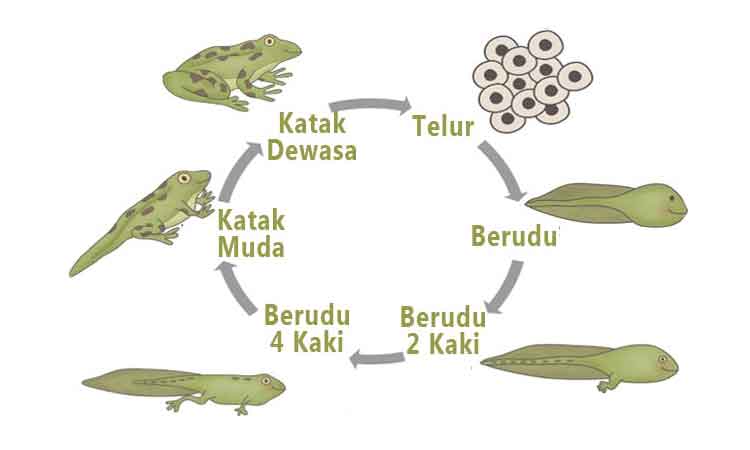 Detail Gambar Daur Hidup Katak Nomer 10