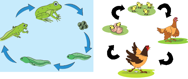 Detail Gambar Daur Hidup Katak Nomer 14