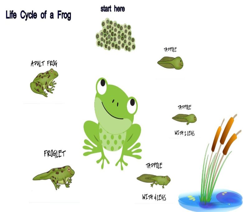 Detail Gambar Daur Hidup Katak Nomer 18