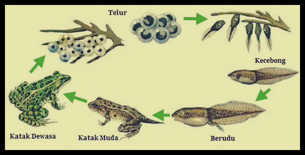 Detail Gambar Daur Hidup Katak Nomer 21