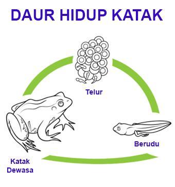 Detail Gambar Daur Hidup Katak Nomer 25