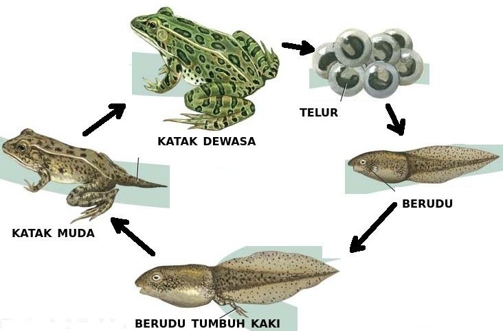 Detail Gambar Daur Hidup Katak Nomer 43