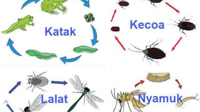 Detail Gambar Daur Hidup Katak Nomer 45