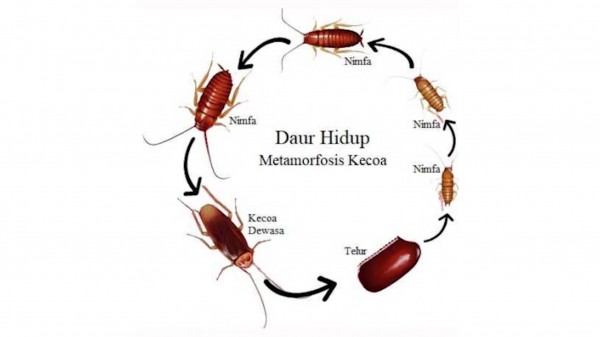 Gambar Daur Hidup Kecoa - KibrisPDR