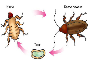 Detail Gambar Daur Hidup Kecoa Nomer 13