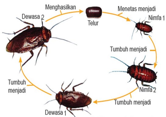 Detail Gambar Daur Hidup Kecoa Nomer 5