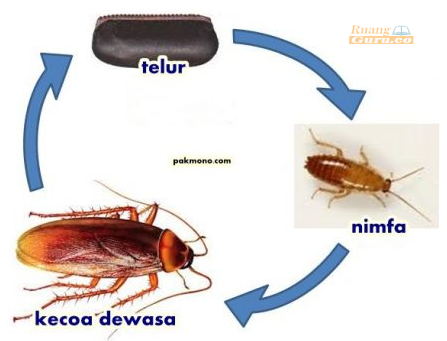 Detail Gambar Daur Hidup Kecoa Nomer 8