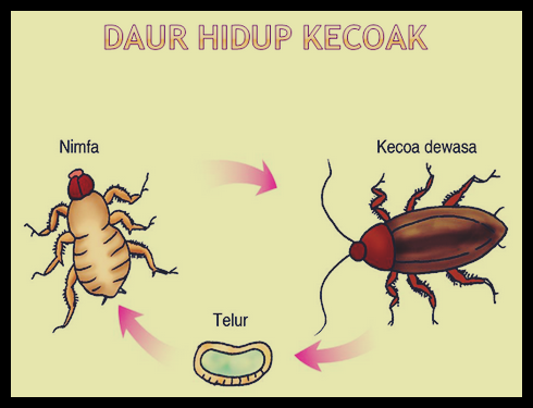 Detail Gambar Daur Hidup Kecoa Nomer 9