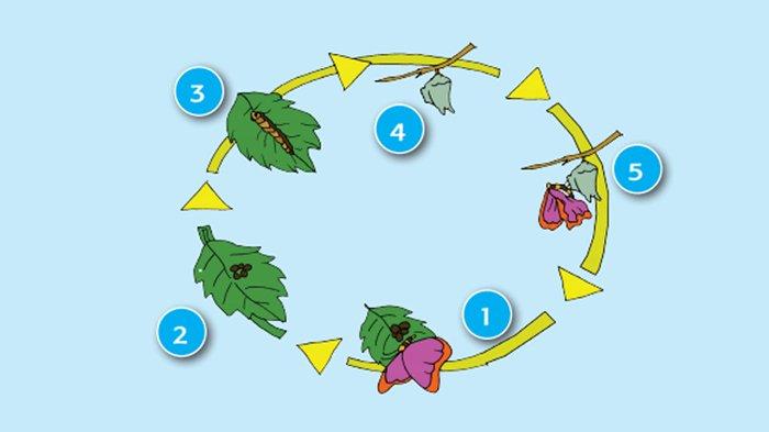 Detail Gambar Daur Hidup Kupu Nomer 11