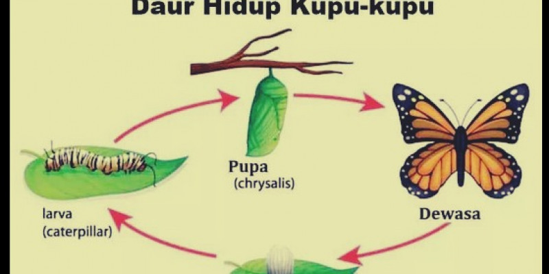 Detail Gambar Daur Hidup Kupu Nomer 17