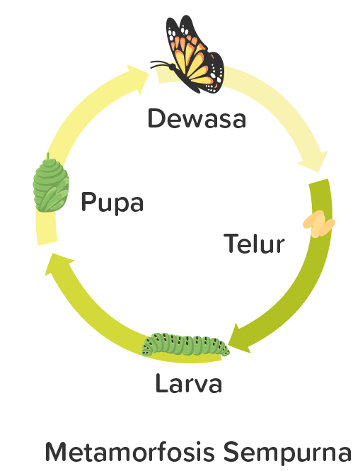 Detail Gambar Daur Hidup Kupu Nomer 50