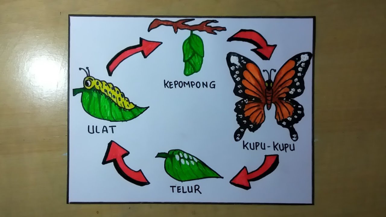 Detail Gambar Daur Hidup Kupu Nomer 8