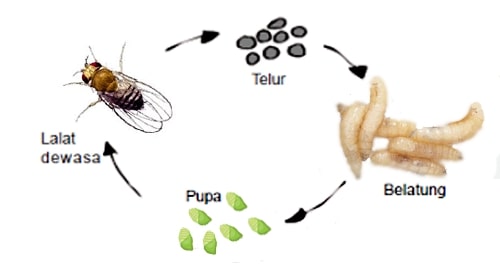 Detail Gambar Daur Hidup Lalat Nomer 10