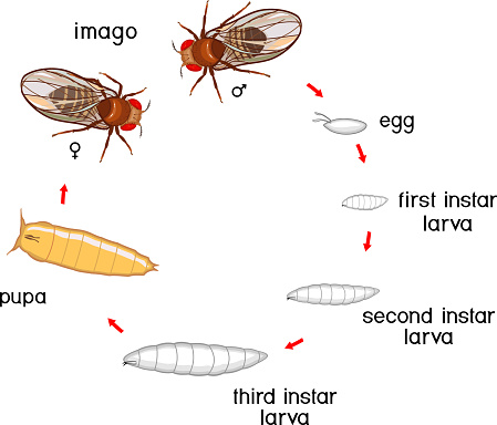Detail Gambar Daur Hidup Lalat Nomer 16