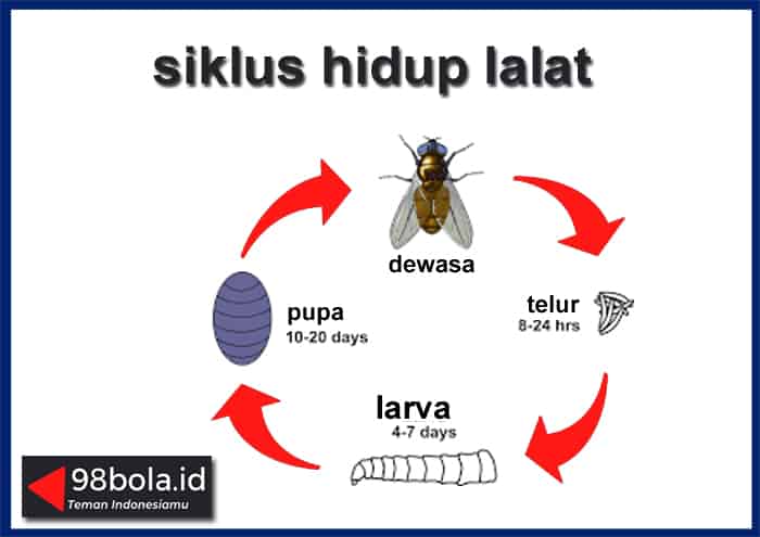 Detail Gambar Daur Hidup Lalat Nomer 41