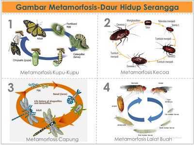 Detail Gambar Daur Hidup Lalat Nomer 42