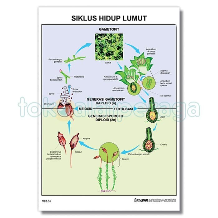 Detail Gambar Daur Hidup Lumut Nomer 10