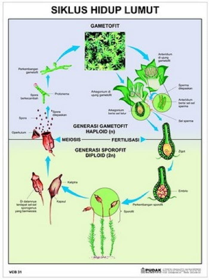 Detail Gambar Daur Hidup Lumut Nomer 11