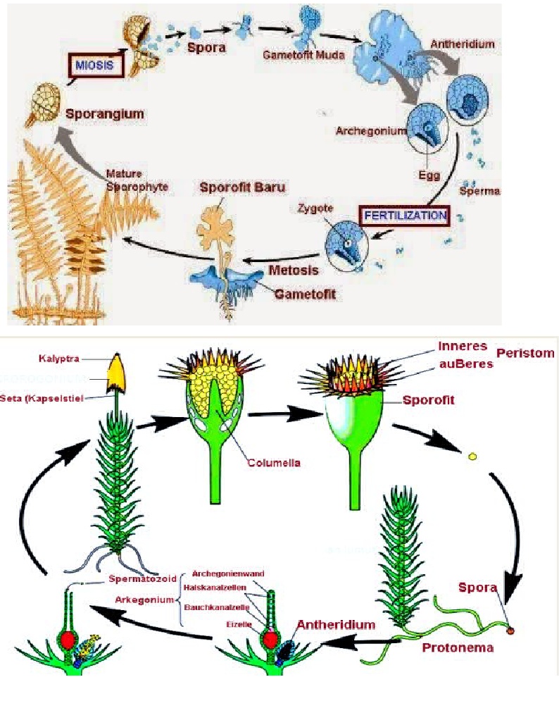 Detail Gambar Daur Hidup Lumut Nomer 12
