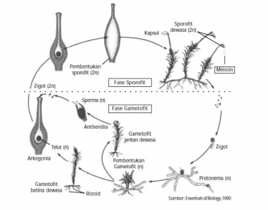 Detail Gambar Daur Hidup Lumut Nomer 20