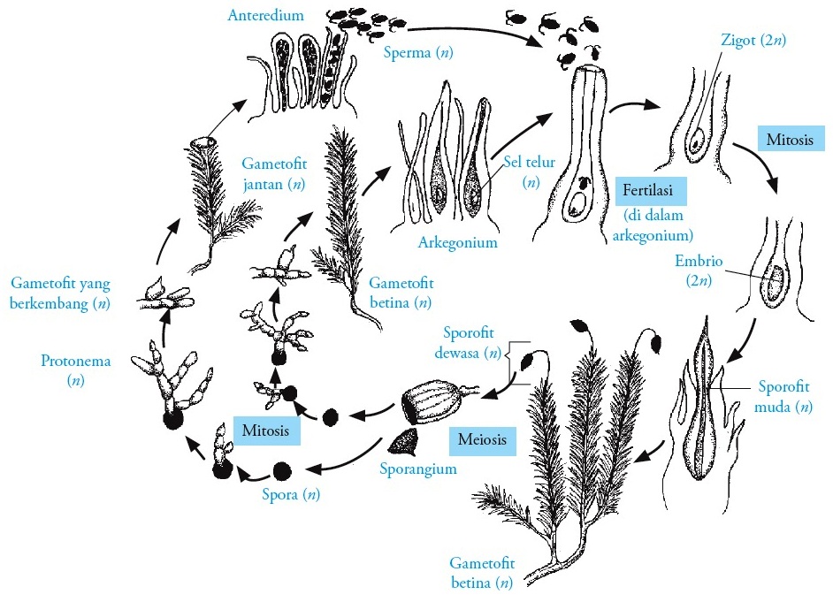 Detail Gambar Daur Hidup Lumut Nomer 23