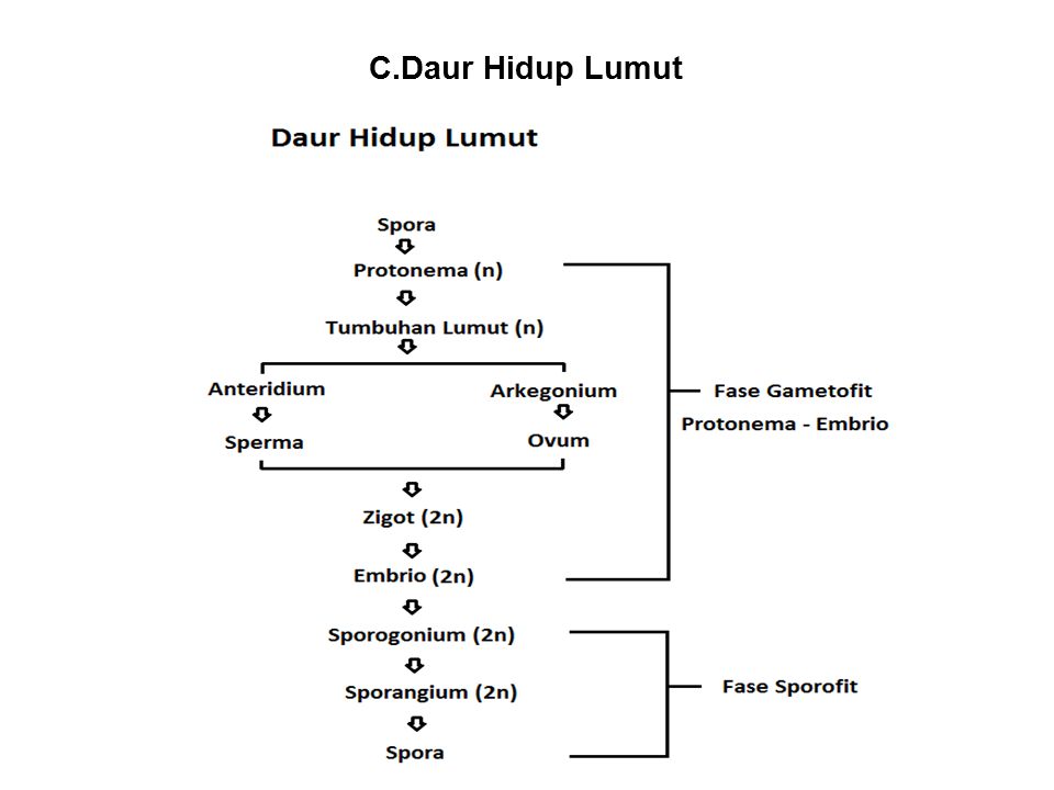 Detail Gambar Daur Hidup Lumut Nomer 44