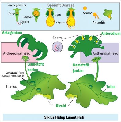 Detail Gambar Daur Hidup Lumut Nomer 47