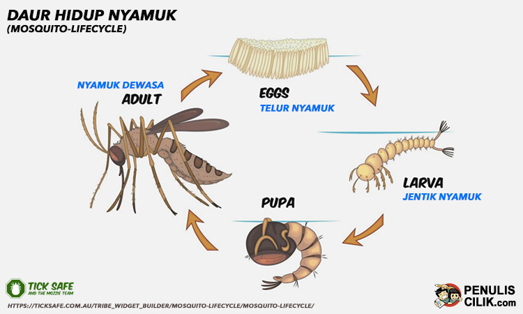 Detail Gambar Daur Hidup Nyamuk Nomer 2