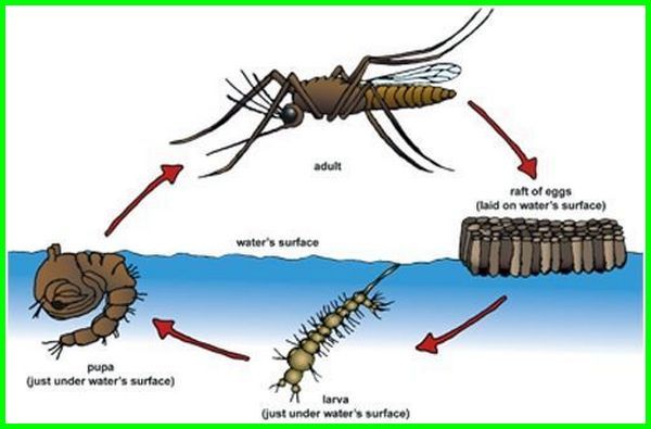 Detail Gambar Daur Hidup Nyamuk Nomer 8