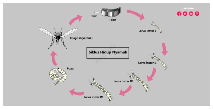 Detail Gambar Daur Hidup Nyamuk Nomer 14