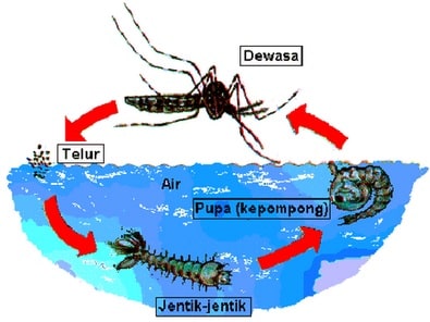 Detail Gambar Daur Hidup Nyamuk Nomer 17