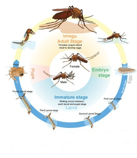 Detail Gambar Daur Hidup Nyamuk Nomer 18
