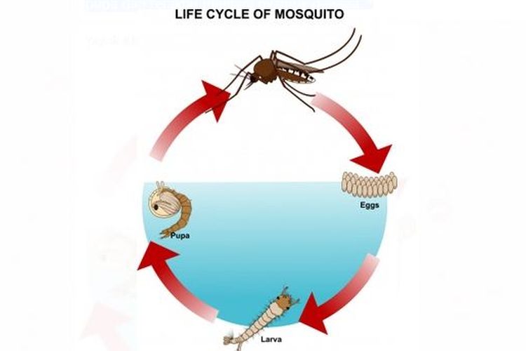 Detail Gambar Daur Hidup Nyamuk Nomer 22