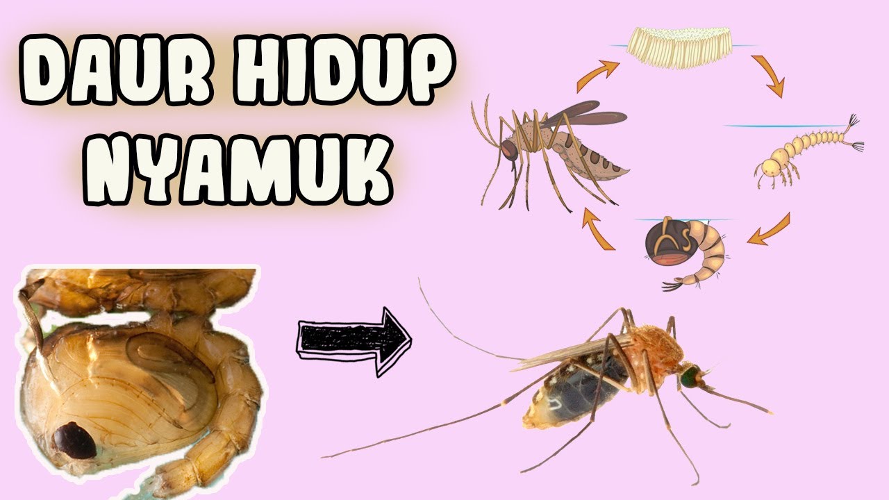 Detail Gambar Daur Hidup Nyamuk Nomer 23