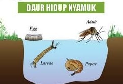 Detail Gambar Daur Hidup Nyamuk Nomer 24