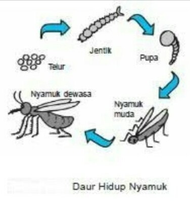 Detail Gambar Daur Hidup Nyamuk Nomer 26