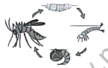 Detail Gambar Daur Hidup Nyamuk Nomer 31