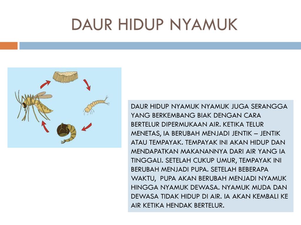 Detail Gambar Daur Hidup Nyamuk Nomer 34