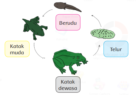 Detail Gambar Daur Hidup Nyamuk Nomer 36