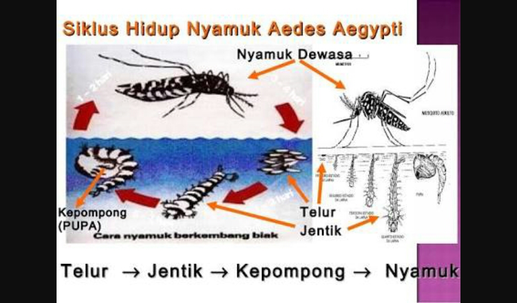 Detail Gambar Daur Hidup Nyamuk Nomer 42