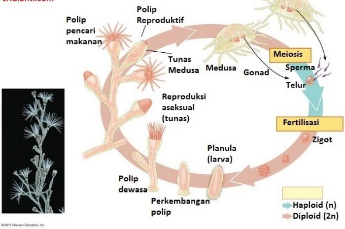 Detail Gambar Daur Hidup Obelia Nomer 3