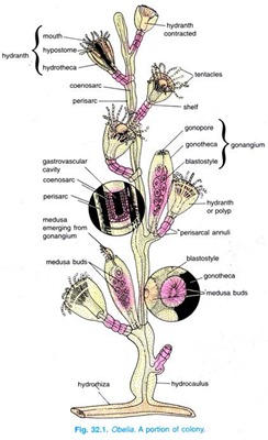 Detail Gambar Daur Hidup Obelia Nomer 27