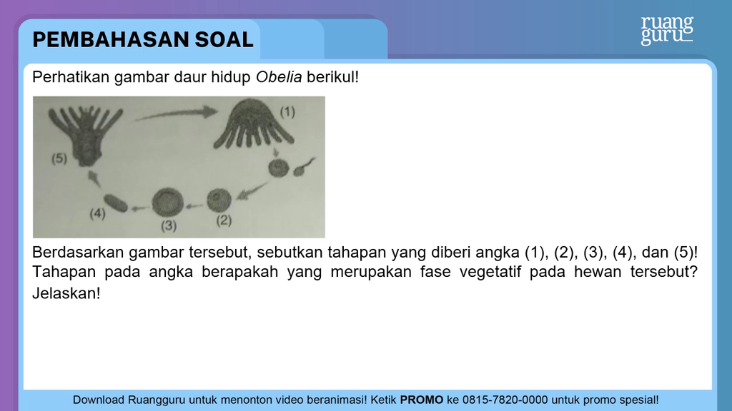 Detail Gambar Daur Hidup Obelia Nomer 38