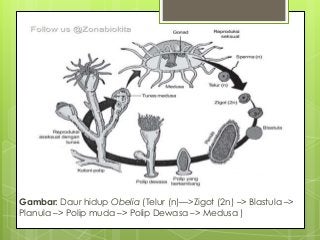 Detail Gambar Daur Hidup Obelia Nomer 43