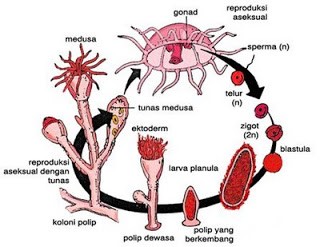 Detail Gambar Daur Hidup Obelia Nomer 6