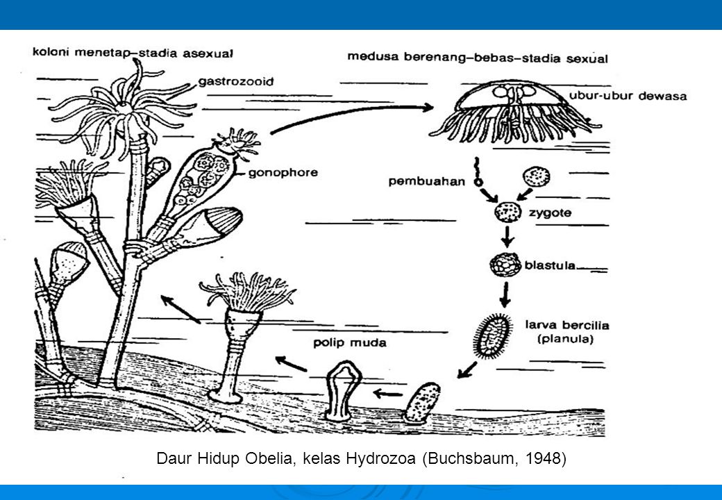 Detail Gambar Daur Hidup Obelia Nomer 54