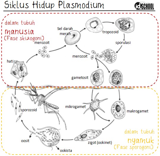 Detail Gambar Daur Hidup Plasmodium Nomer 11